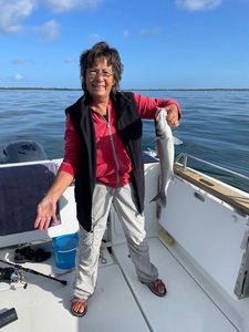 European Bass (Seabass)