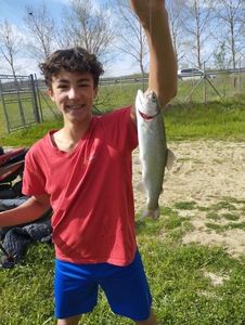 Brown Trout