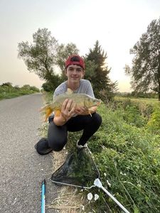 Common Carp