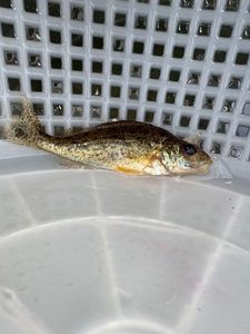 Ruffe