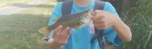 Smallmouth Bass