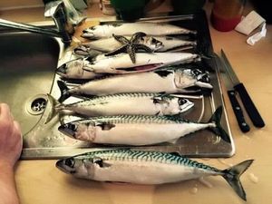 Mackerel