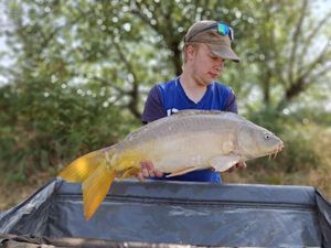 Mirror Carp