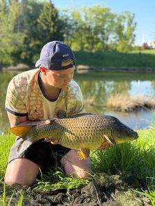 Common Carp