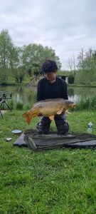 Common Carp