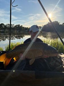 Common Carp