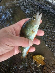 European Perch