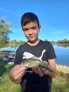 European Perch