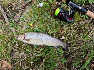 Rainbow Trout