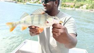 European Perch