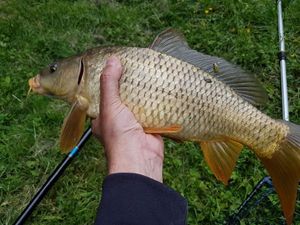 Common Carp