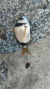Common Two-Banded Seabream