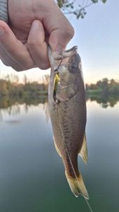 Largemouth Bass