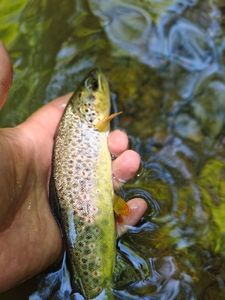 Brown Trout