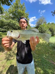 Largemouth Bass