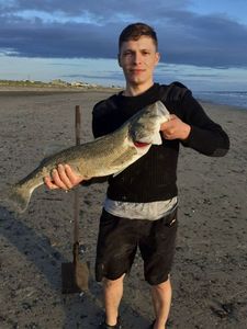 European Bass (Seabass)