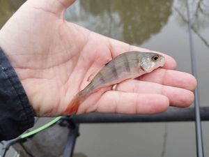 European Perch