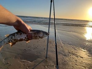 Golden Grey Mullet