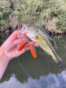 Largemouth Bass
