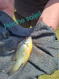 Green Sunfish