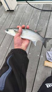 Thicklip Grey Mullet