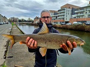 Barbel