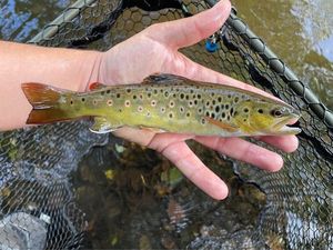 Brown Trout