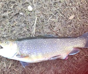 Brook Trout