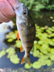 European Perch