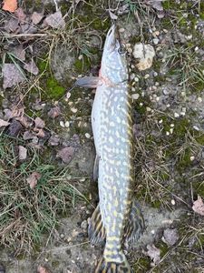 Northern Pike