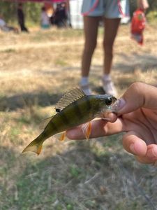 European Perch
