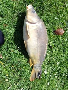 Common Carp