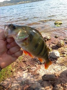 European Perch