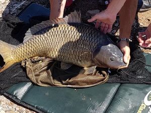 Common Carp