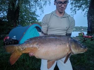 Mirror Carp