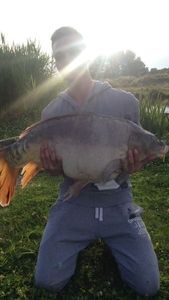Mirror Carp