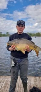 Mirror Carp