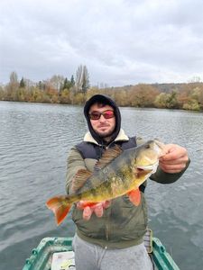 European Perch