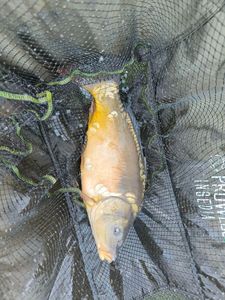 Mirror Carp