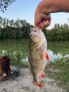 European Perch