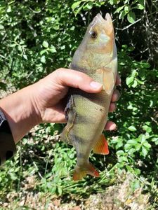 European Perch