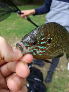 Green Sunfish