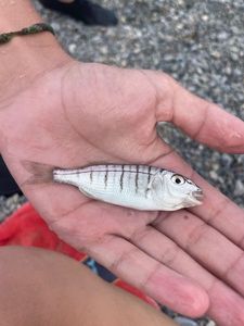 Sand Steenbras