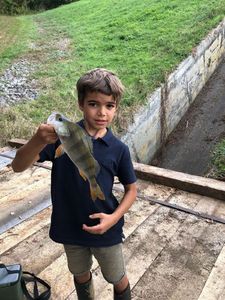European Perch