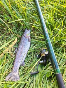Rainbow Trout