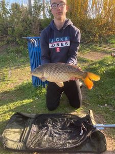 Common Carp