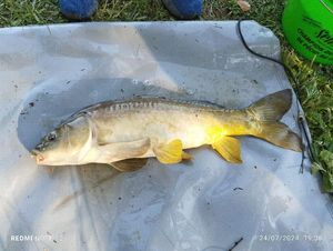 Mirror Carp