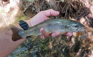 Brown Trout
