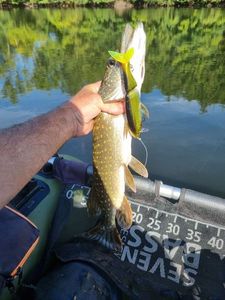 Northern Pike