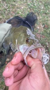 Largemouth Bass